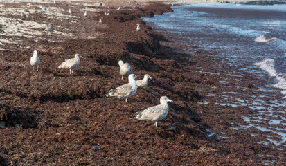 Obraz premium Red Tide forming a New Coast