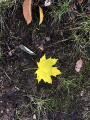 fallen maple leaf in autumn