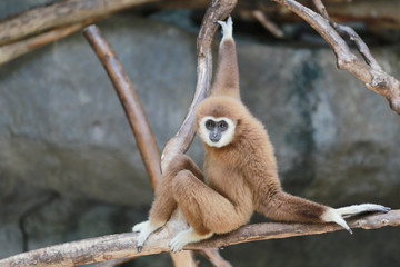 Gibbons on branch.