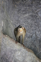 Southern pig-tailed macaque on branch.