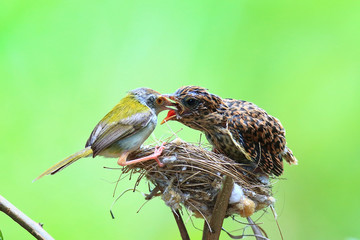 Female Cardinal feeds her baby chicks while standing on their birds nest in a green busch.