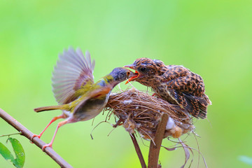 Female Cardinal feeds her baby chicks while standing on their birds nest in a green busch.