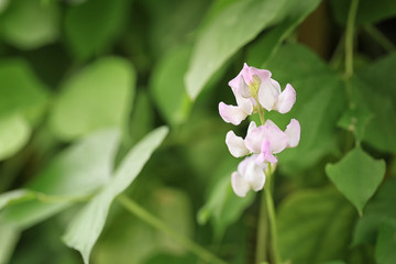 Flower bloom of Dolichos lablab on tree.