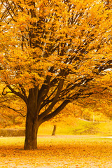 Tree during fall season.