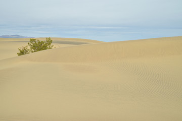 Mesquite San Dunes Death Valley National Park