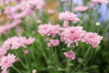 Beautiful pink gerbera flower in the garden