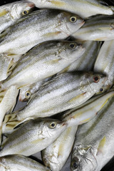 Raw Trumpeter or Grunter fish of ingredients for cooking.
