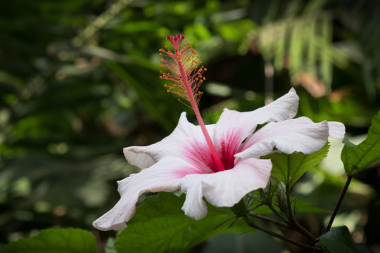 hibiscus flower closeup - pink hibiscus flower blossom