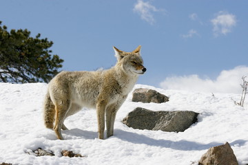 Coyote in the Park