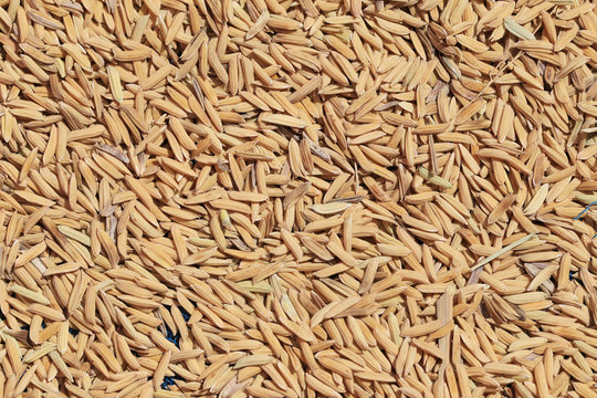 Raw rice seed or paddy background after harvest.