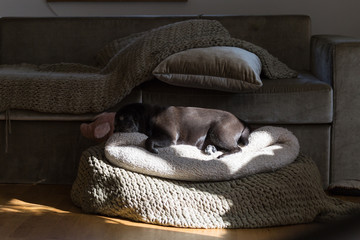 black pug german mops named adelheid in summer sun