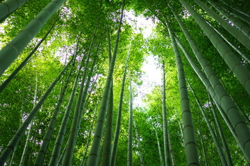 Fototapeta na wymiar 鎌倉の竹林