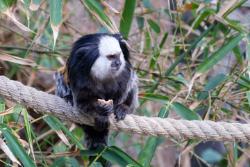 marmoset monkey sitting on rope in trees