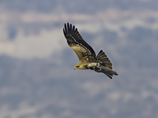 Black Kite Bird in flight on Blue Sky