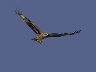Black Kite Bird in flight on Blue Sky