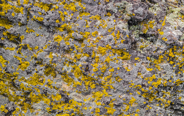 Old stone with lichen. Stone texture. Abstract nature background. Bright yellow lichen
