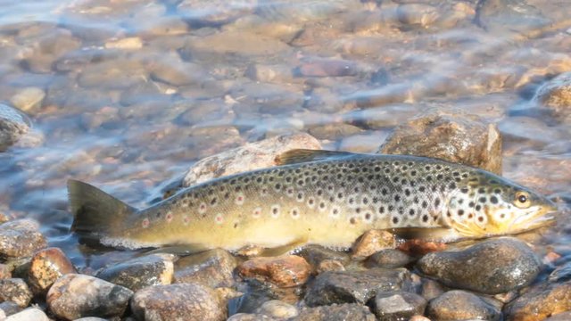 Good trophy. Caught by spinning brown trout (Salmo trutta fario) is in water on pebbles
