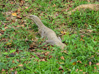 Monitor lizard at a park in Kuala Lumpur, Malaysia