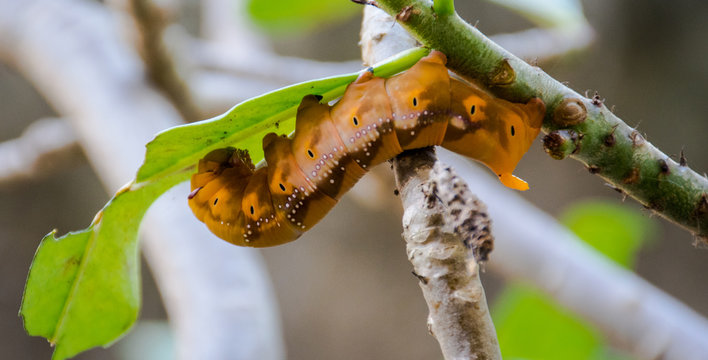 Yellow Worm Eat Leave