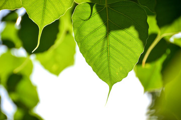 leaf for background.