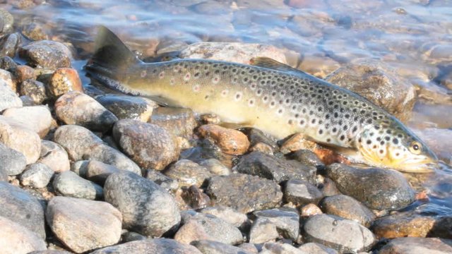 Good trophy. Caught by spinning brown trout (Salmo trutta fario) is in water on pebbles
