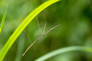 Stick insect standing on grass