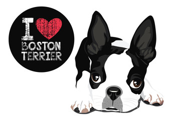 I Love Boston Terrier Vector