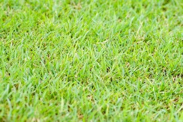 Green lawn closeup