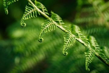 Spiral Green Ferns