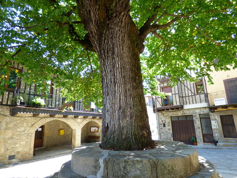 Arbol en Herguijuela de la Sierra, pueblo de Salamanca  (Castilla y León, España)