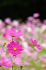 三本のピンクのコスモス
