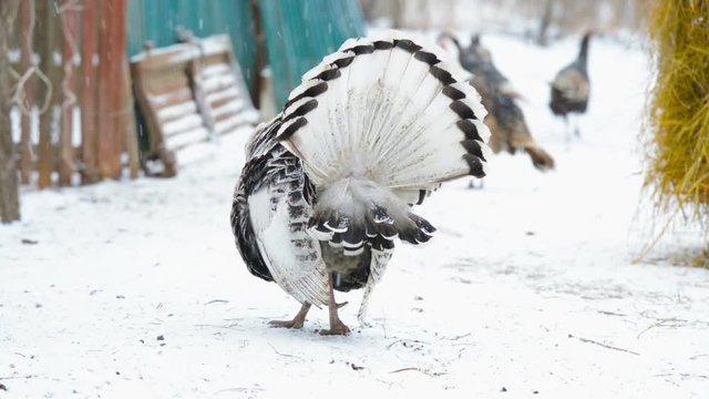 beautiful turkey bird at farm on winter season background, close up