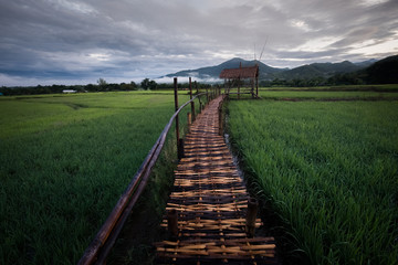 Green rice field in Nan province, Thailand