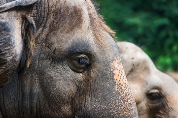 Asian elephant eyes.
