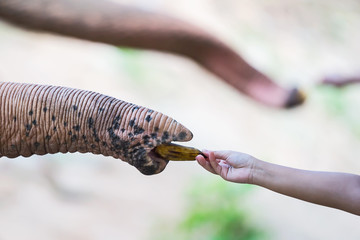 Close up Elephant feeding.