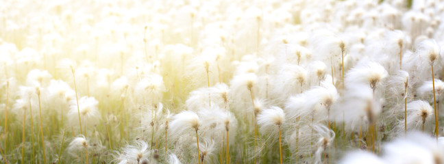 Arctic Cotton Grass in Iceland