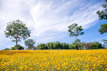 Obraz premium Cosmos flower natural field a lot of flowers