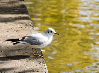seagull