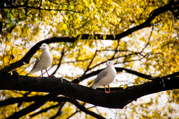 seagull