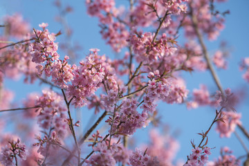 Wild Himalayan Cherry  Beautiful pink flower