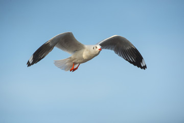 Seagulls flying in the blue sky.(Brown-headed Gull)