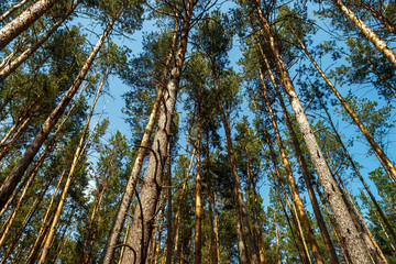 Straight tree trunks forest fresh air blue sky view from below