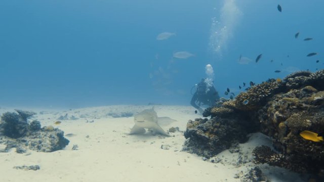 A wide shot of a zebra shark and a scuba diver interacting. 
