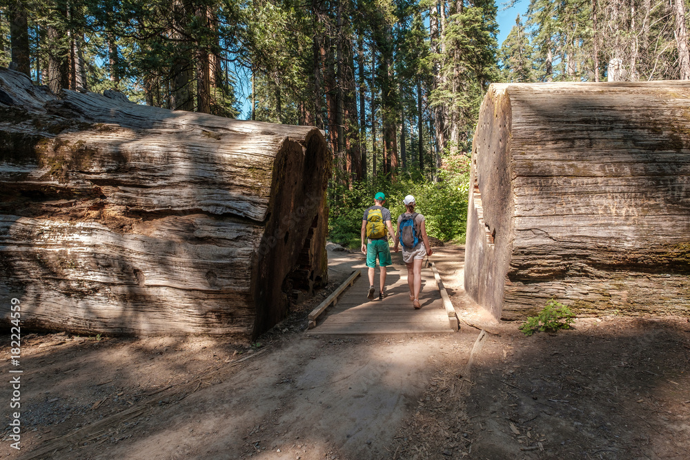 Wall mural tourists with backpack hiking among sequoia redwoods