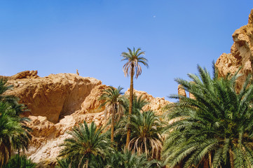 Palm trees in oasis Chebika, famous landmark in Sahara desert. Tunisia.