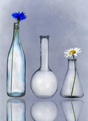 glass flasks with flowers