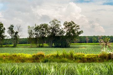 Fototapeta premium Green landscape with tree and pineapple plants farm
