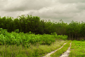 The ground road into green forest in Thailand