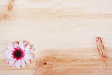 pink flower on bright wooden table