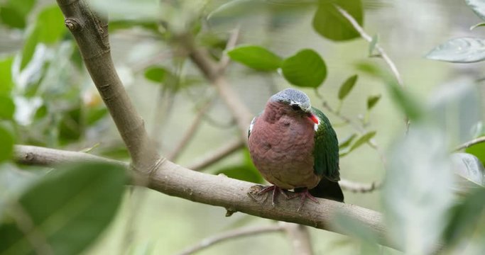Pink neck green pigeon